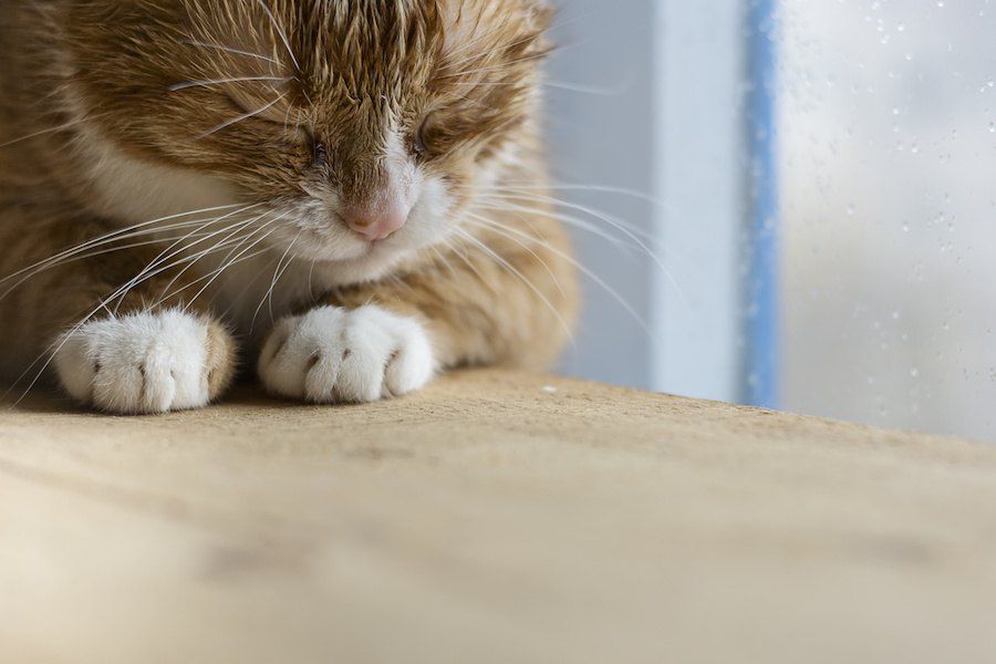 窓辺で目を閉じている猫