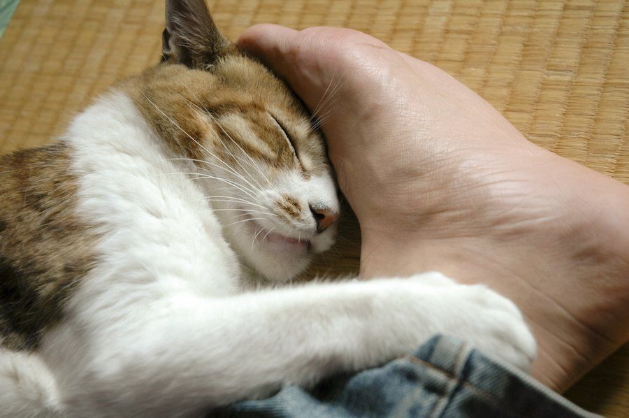 飼い主の足を掴んで眠る猫