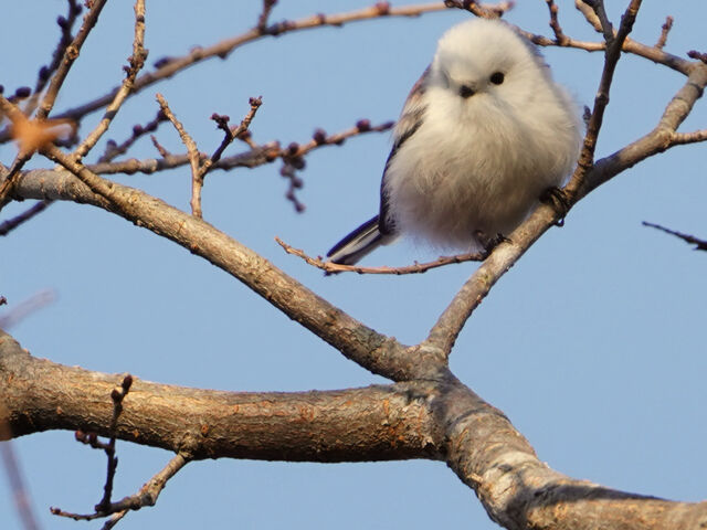十勝にて④ シマエナガ 採餌 : とりみる