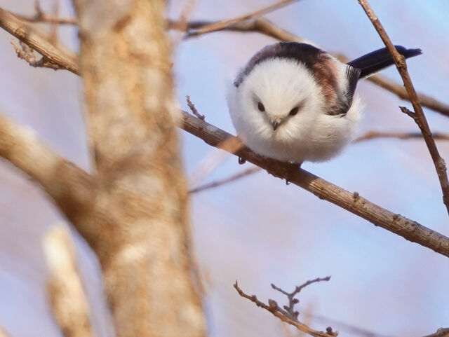 十勝にて④ シマエナガ 採餌 : とりみる