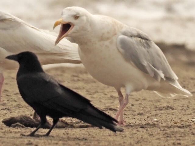 道東にて⑩ シロカモメ と ワシカモメ : とりみる