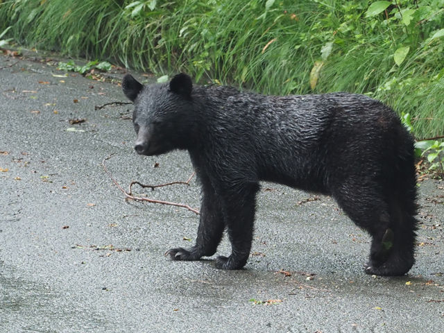 長野県にて ツキノワグマ こども とりみる