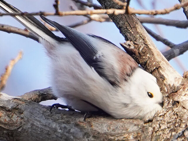 十勝にて④ シマエナガ 採餌 : とりみる