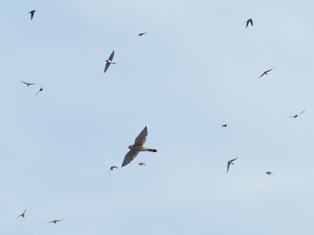 チョウゲンボウ にモビングする ツバメ とりみる