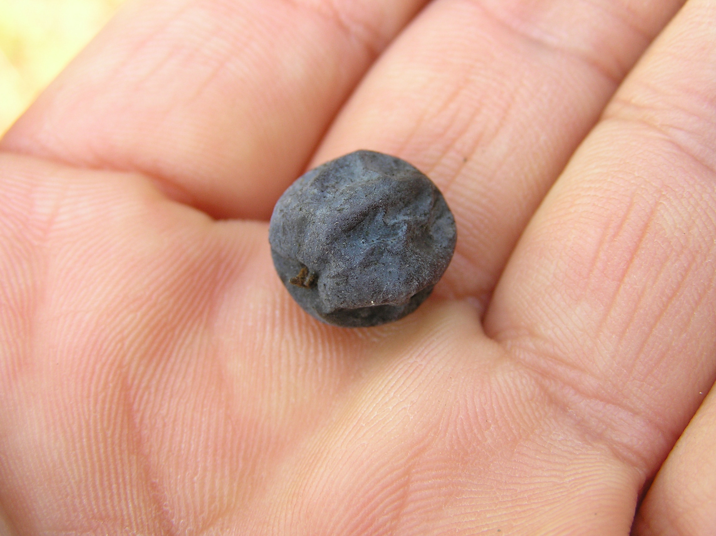 ムクノキの実 洛北鳥類喫茶室