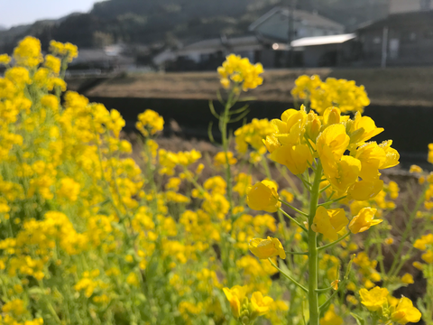 菜の花２