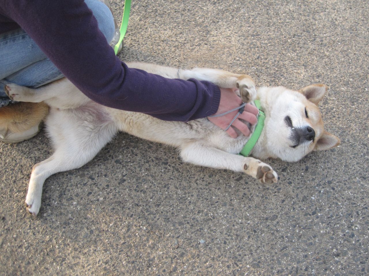 犬がお腹を見せる行為って いっしょにあるこう