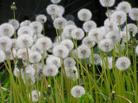 タンポポの種(綿毛)北海道6200416