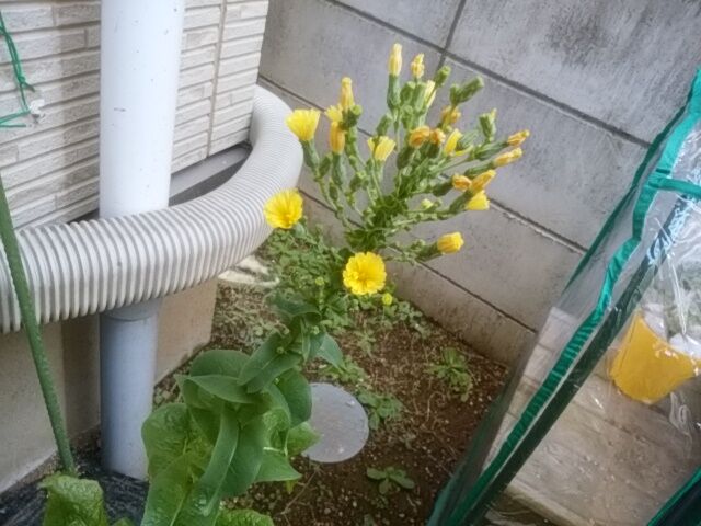 サンチュの花完全開花 晴耕雨読その他いろいろ