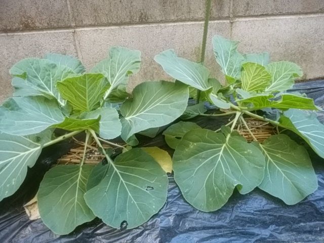 キャベツのトウ立ち予兆vs強制結球 晴耕雨読その他いろいろ キャベツのトウ立ち予兆vs強制結球 晴耕雨読その他いろいろ