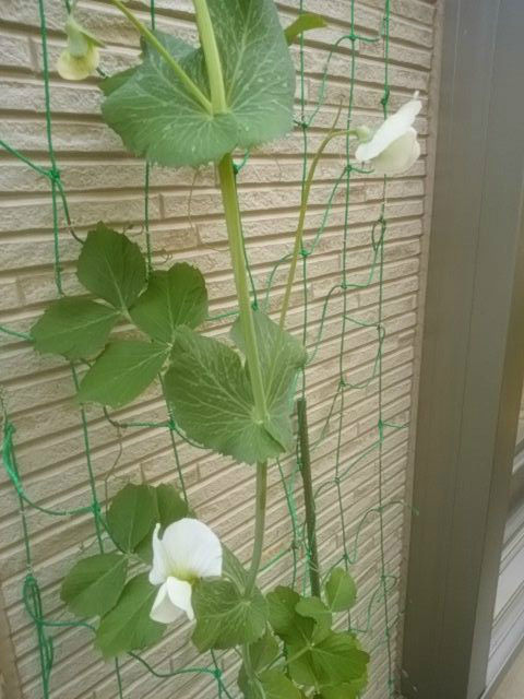スナップエンドウの花がたくさん出てきた 晴耕雨読その他いろいろ スナップエンドウの花がたくさん出てきた 晴耕雨読その他いろいろ