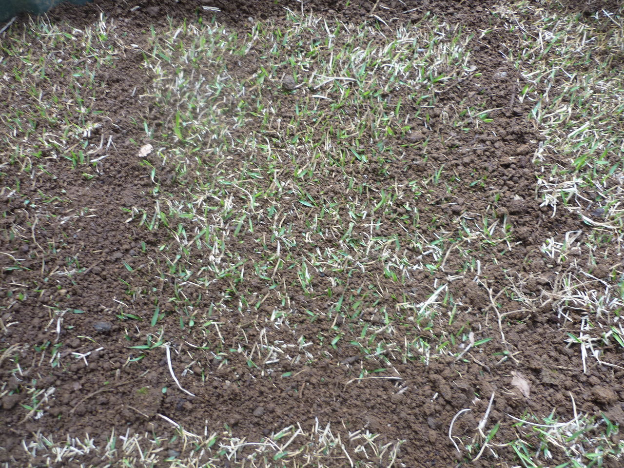 芝生にかぶせる土は普通の土で良いか 晴耕雨読その他いろいろ 芝生にかぶせる土は普通の土で良いか 晴耕雨読その他いろいろ