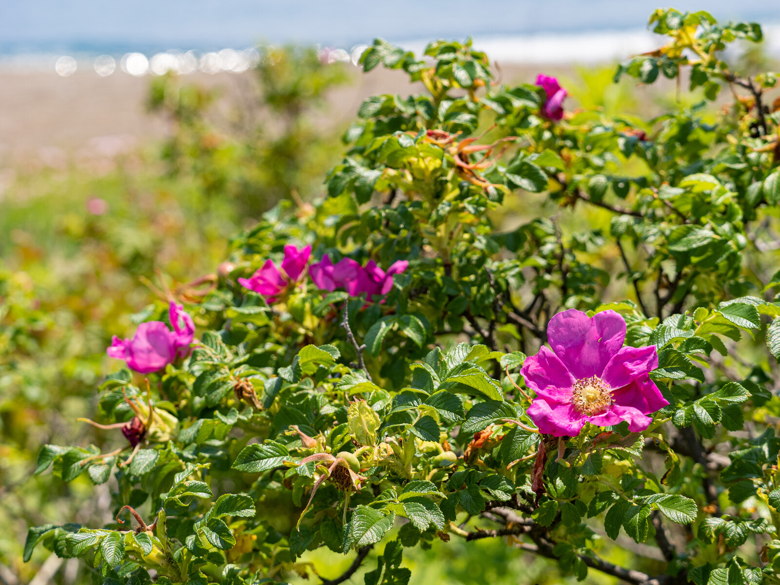 野田村、十府ヶ浦海岸の海浜植物 : 久保川イーハトーブ自然再生研究所