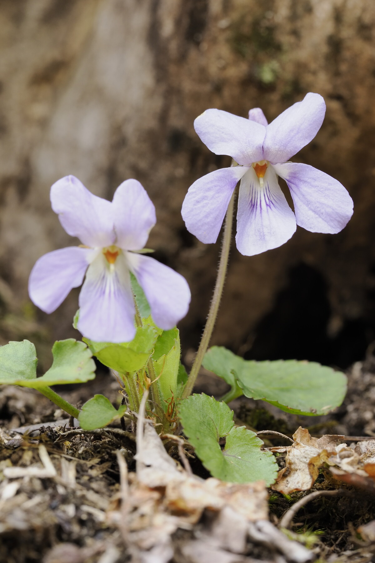 タチツボスミレ ナガハシスミレ 違い 識別 : 久保川イーハトーブ自然