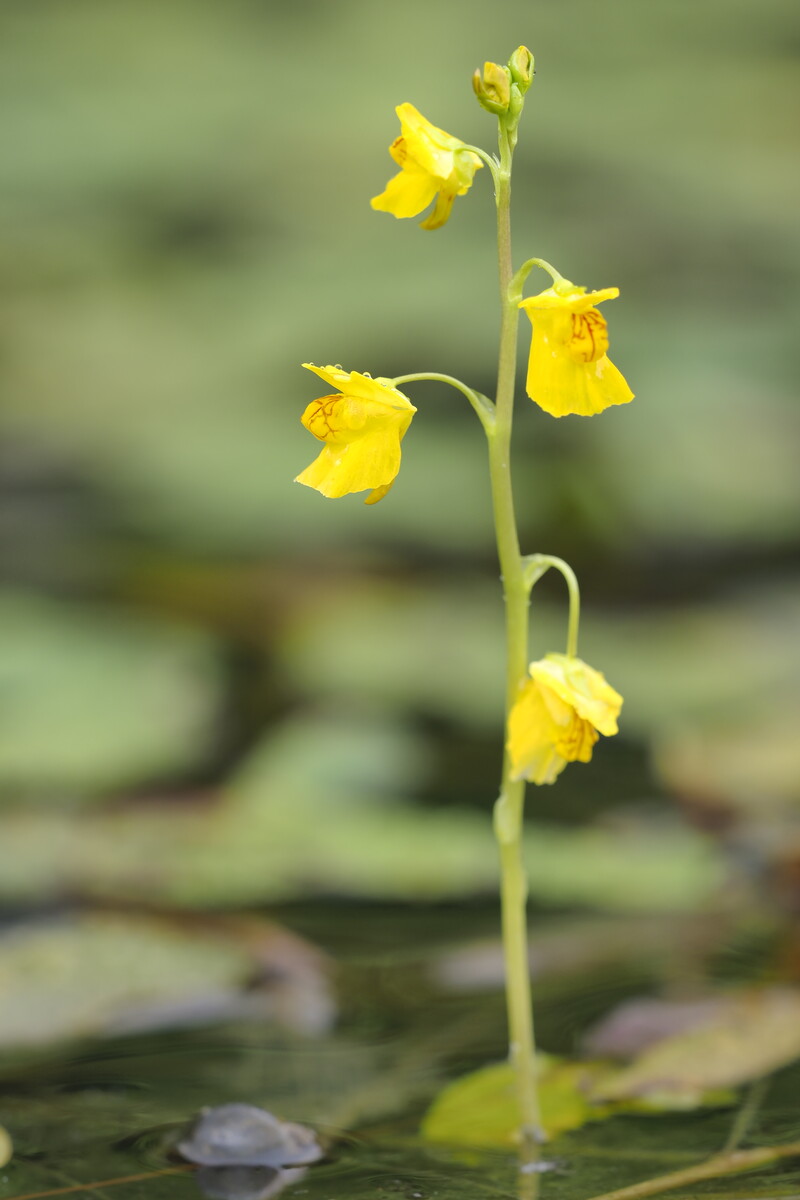 水辺の草花 くぼかわ里山日記