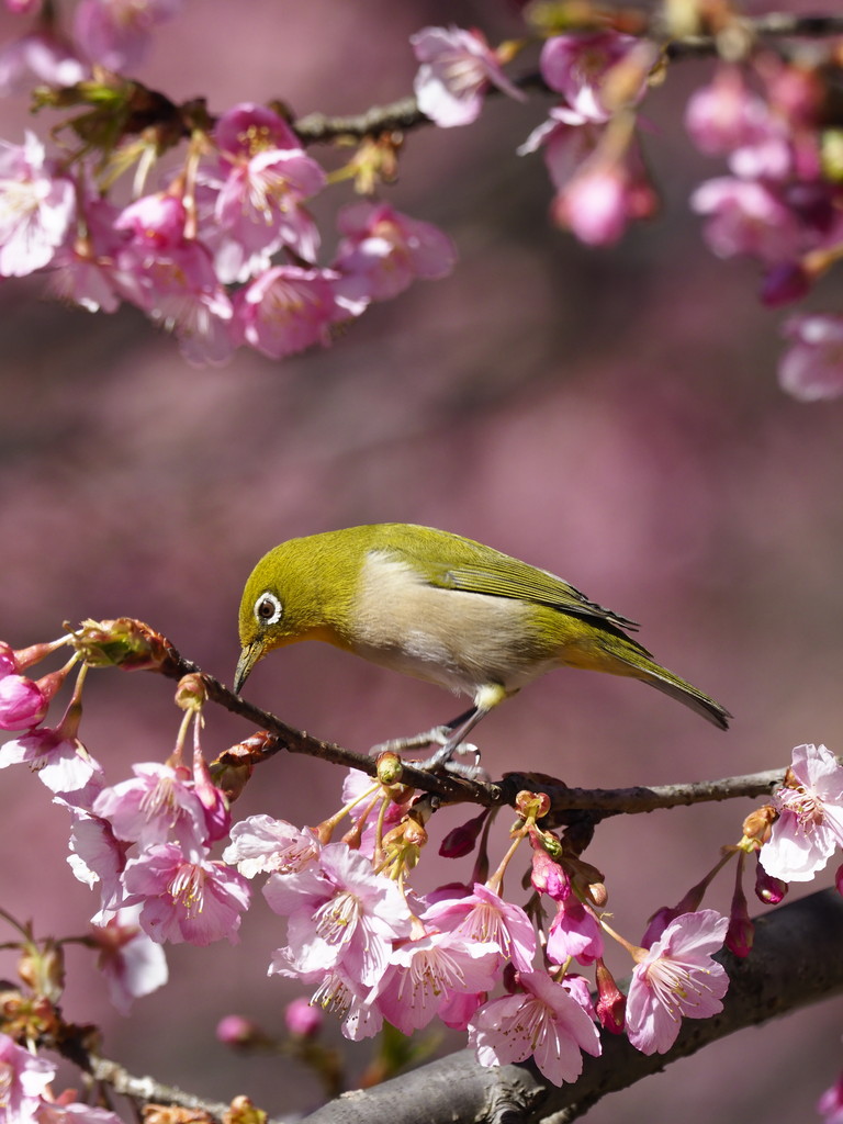 めじろの心 くぼかわ里山日記