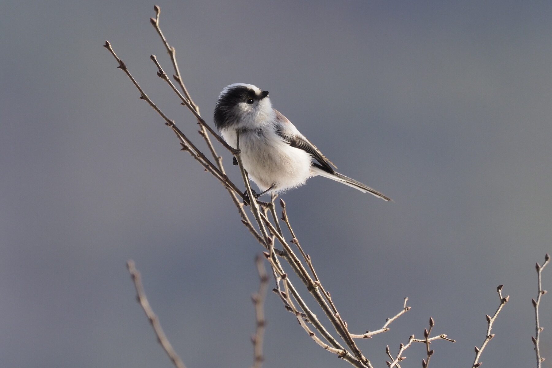 この鳥なんの鳥 くぼかわ里山日記