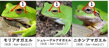 アマ識別①