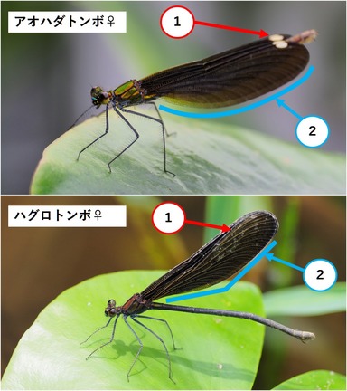 図2