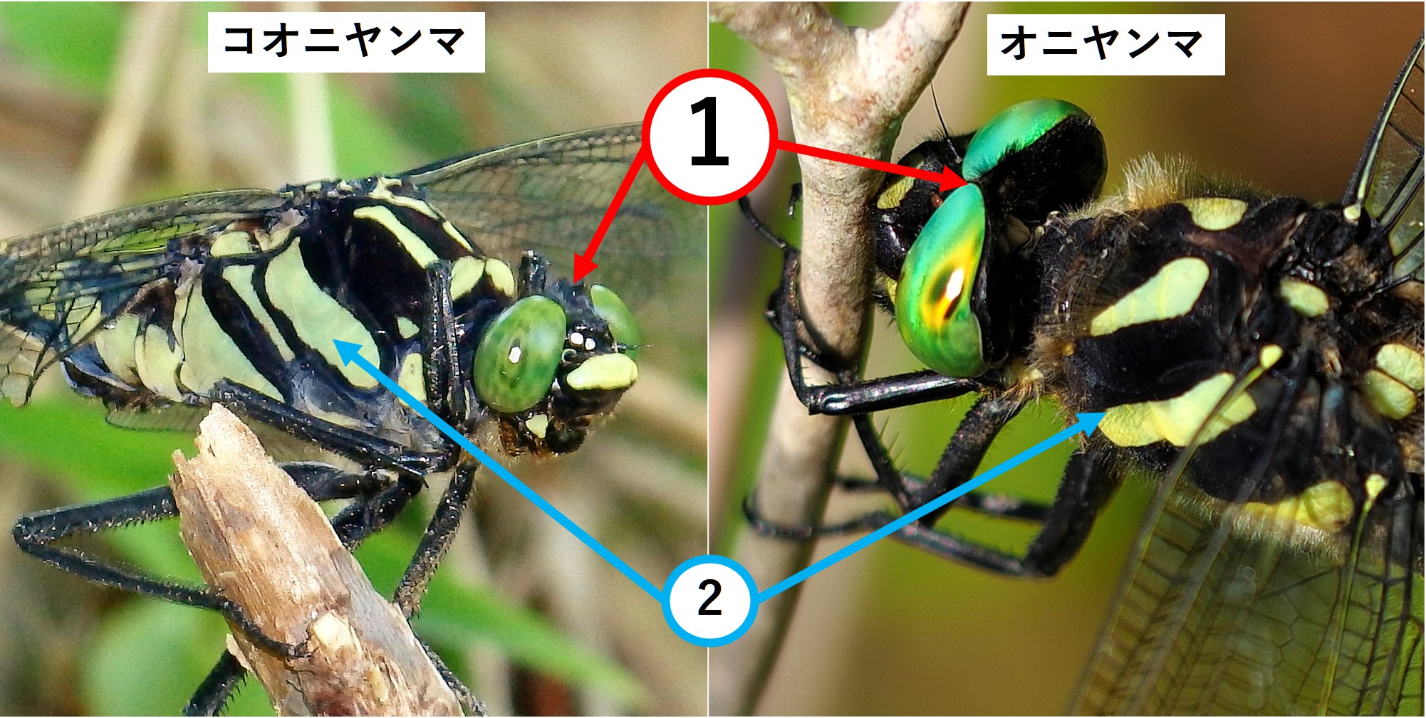 オニヤンマ コオニヤンマ 見分け方 くぼかわ里山日記