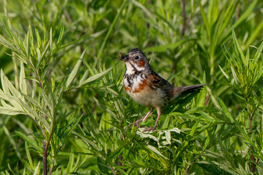 _6100249-Enhanced-NR