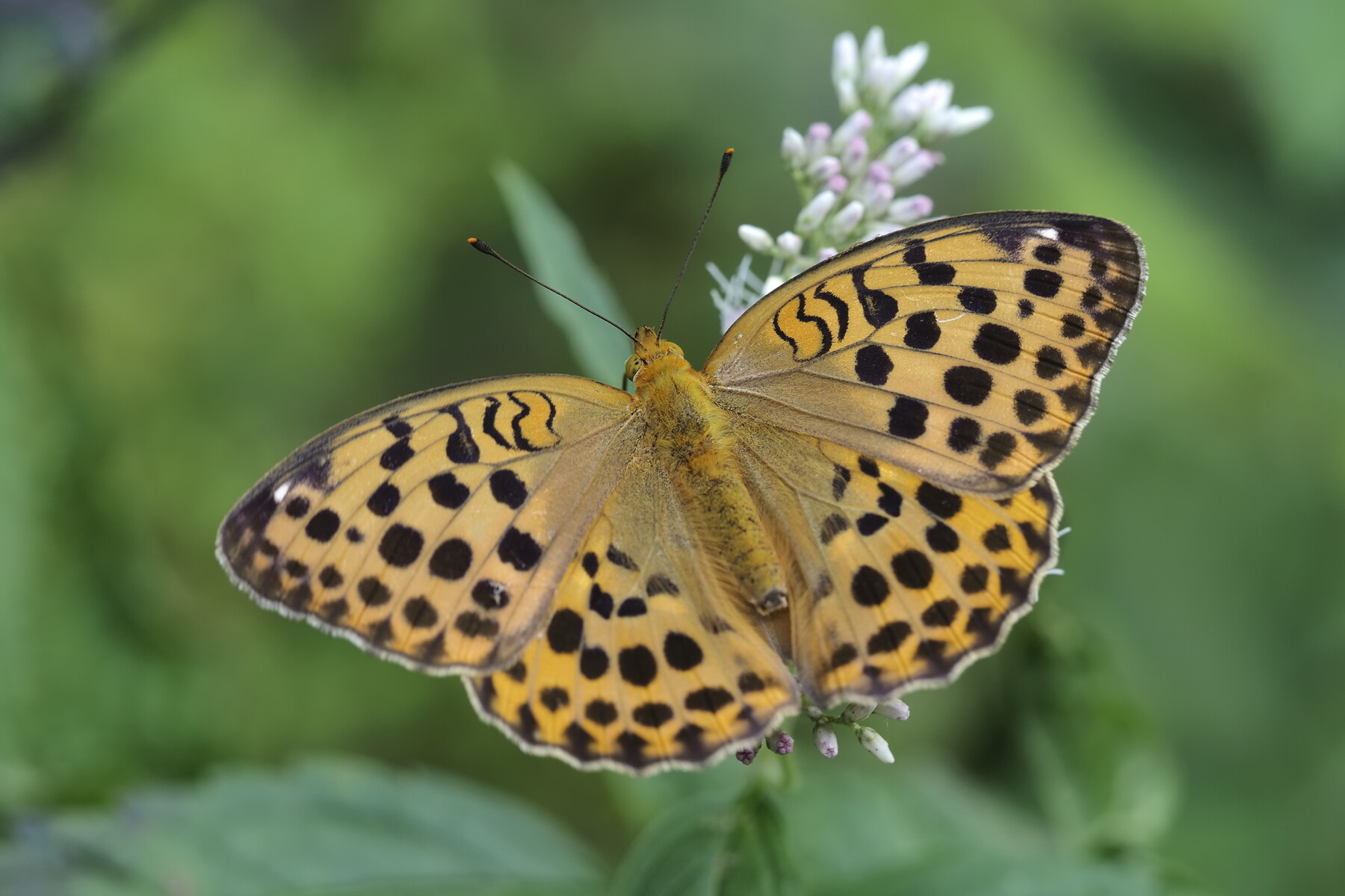 ヒョウモンチョウの夏 くぼかわ里山日記