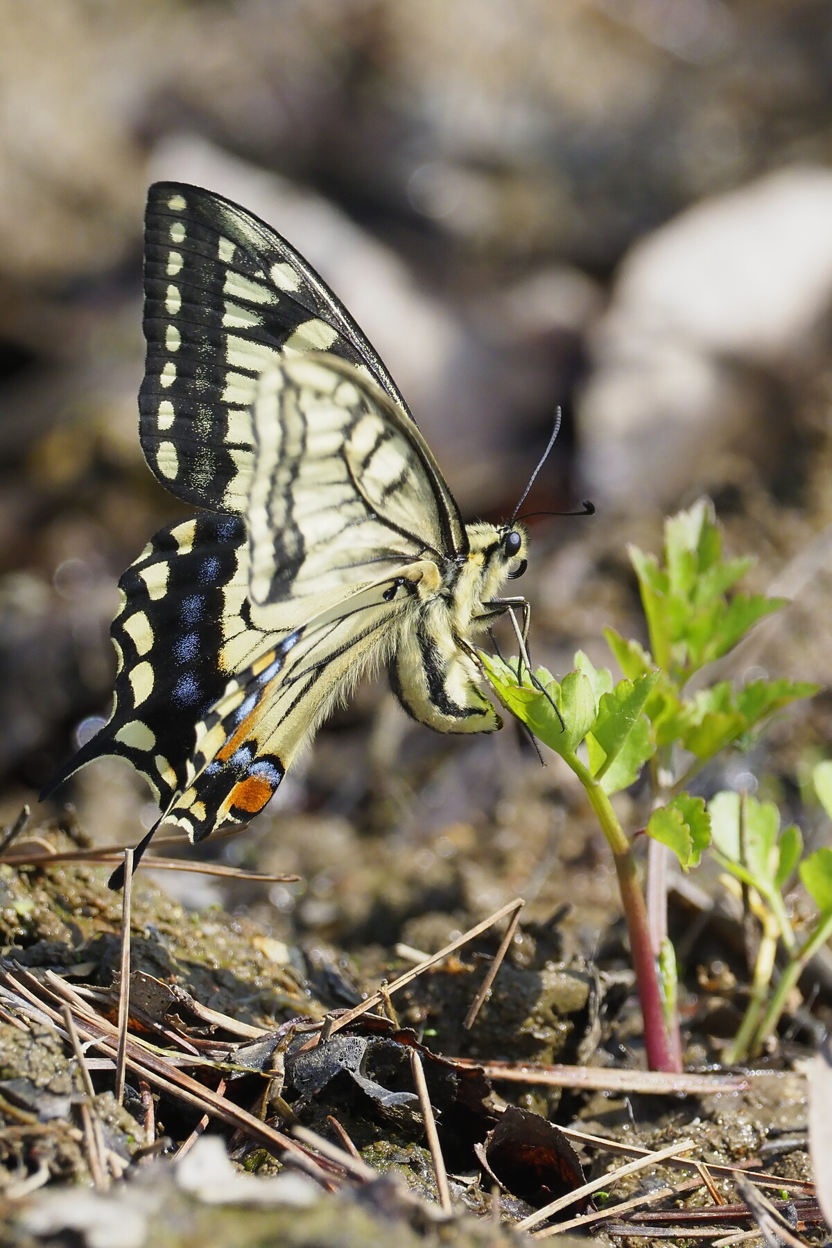ナミアゲハ キアゲハ 見分け方 : 久保川イーハトーブ自然再生研究所