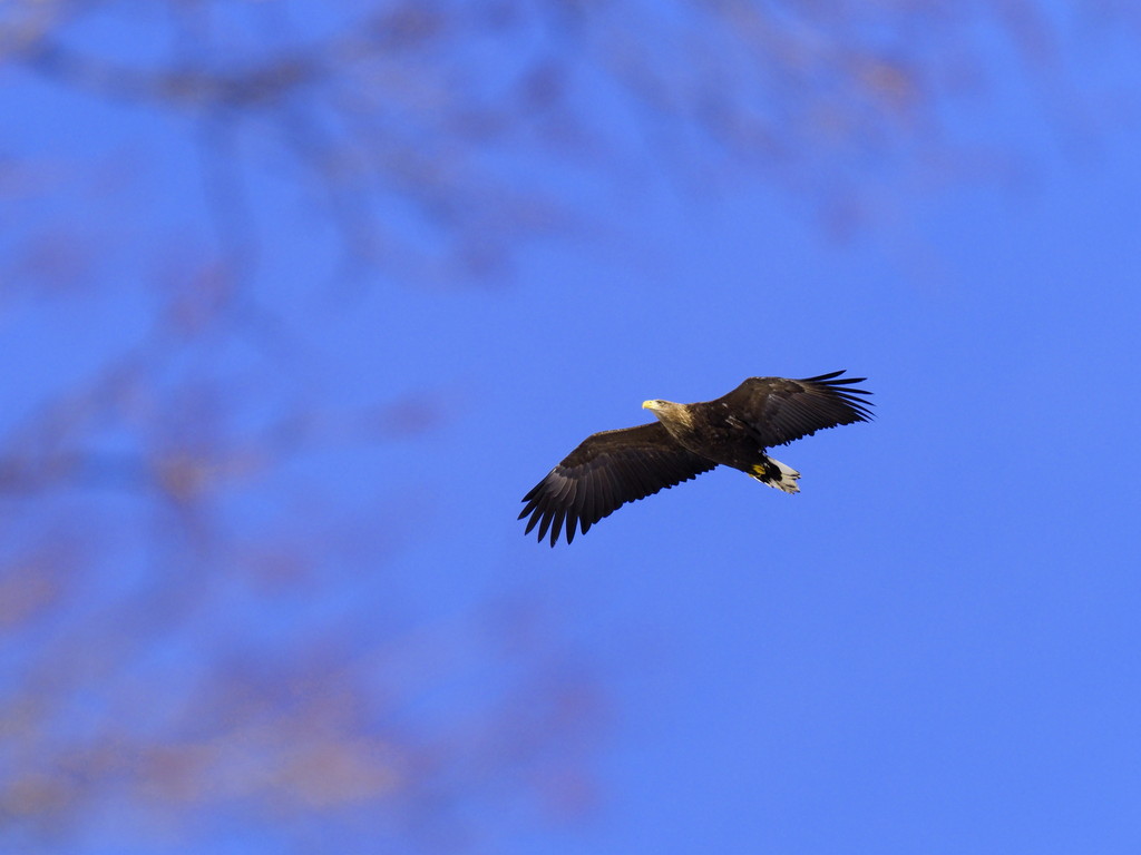 羅臼 オオワシ オジロワシ 撮影2 くぼかわ里山日記