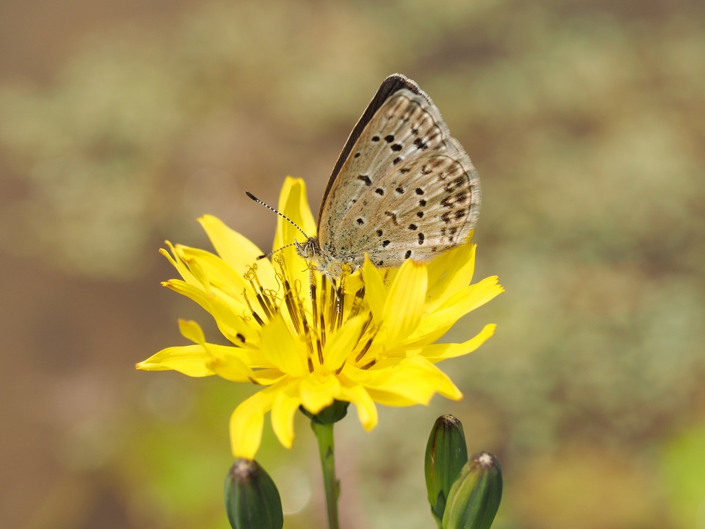 初夏のシジミチョウ くぼかわ里山日記