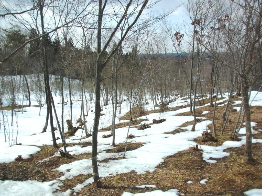 雪解け くぼかわ里山日記