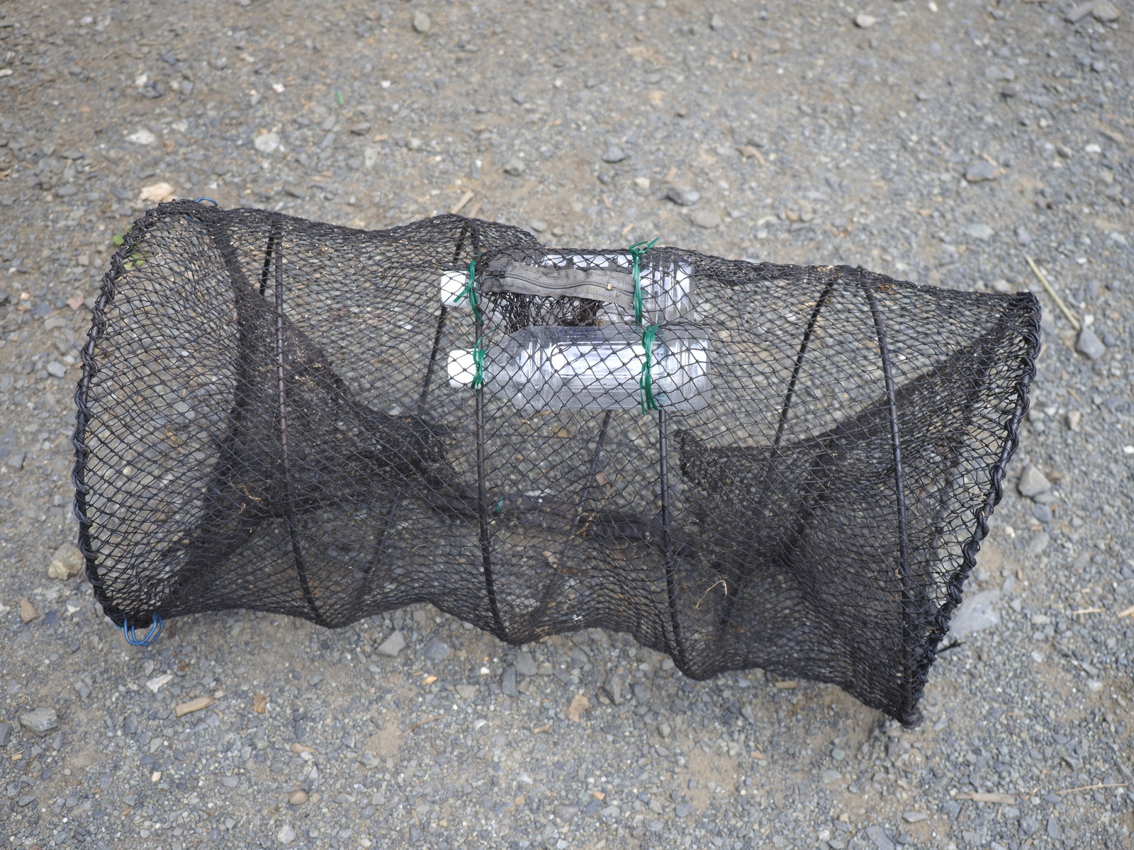 ウシガエル防除 応用編２ くぼかわ里山日記