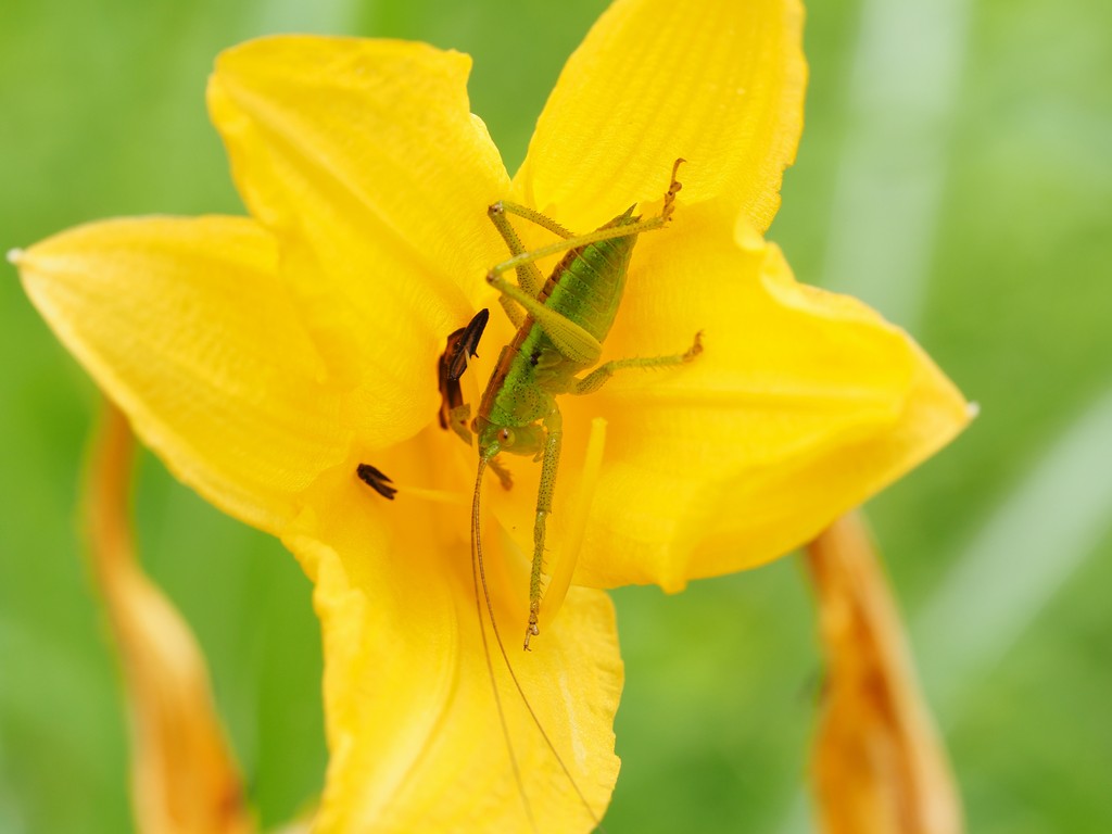 黄色い花と虫 くぼかわ里山日記