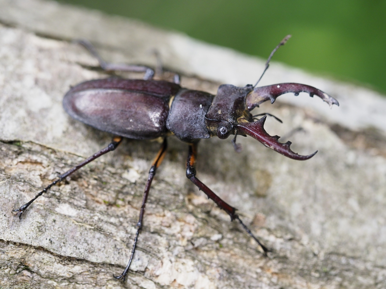 くぼかわクワカブ日記 : 久保川イーハトーブ自然再生研究所＊くぼかわ