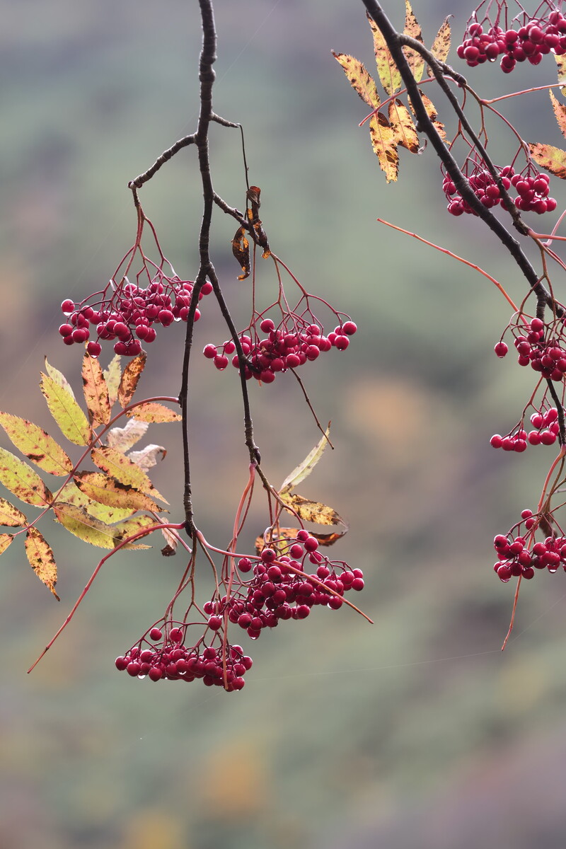 里山の赤い実 くぼかわ里山日記