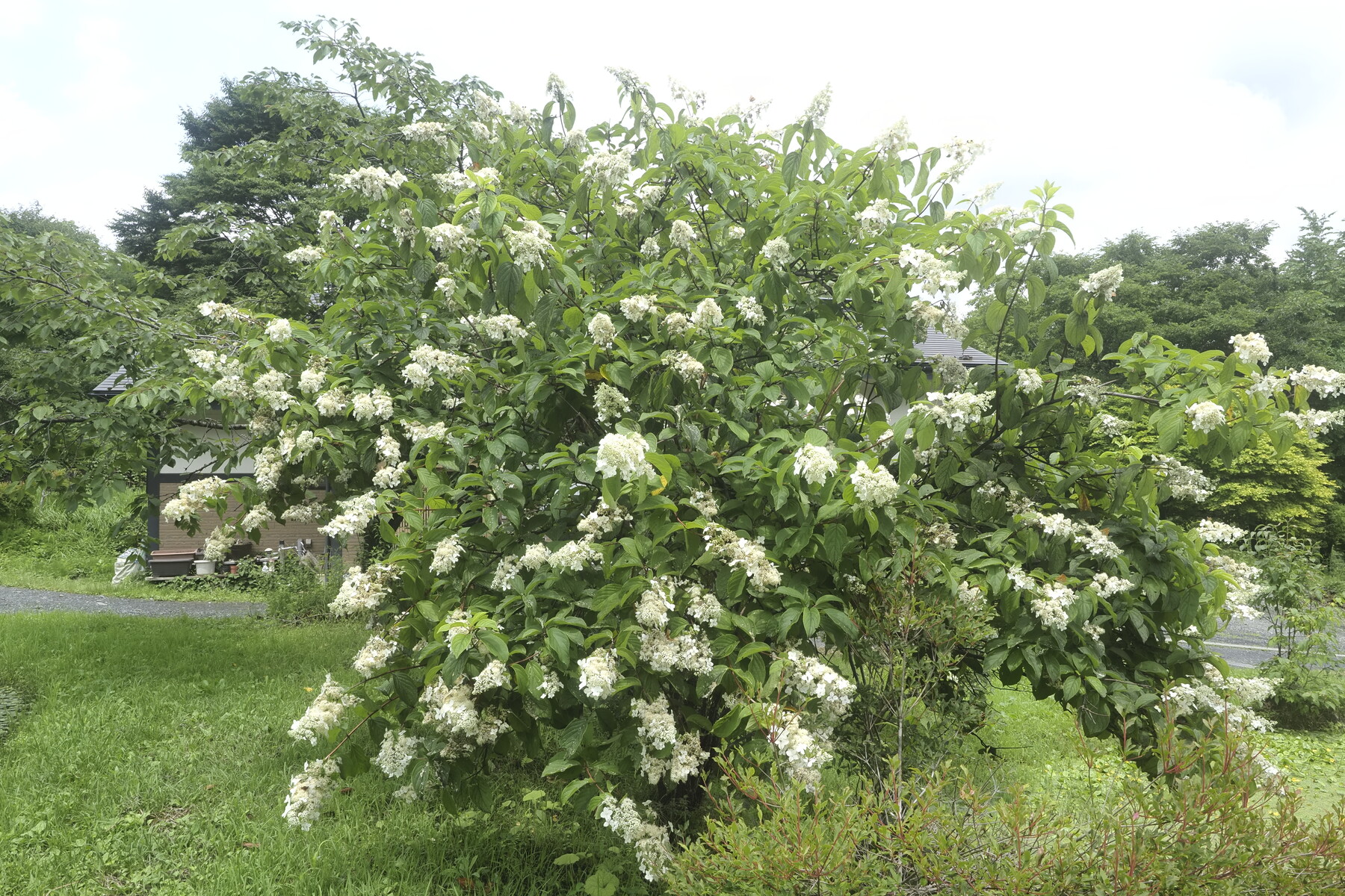 ノリウツギに集まる昆虫 くぼかわ里山日記
