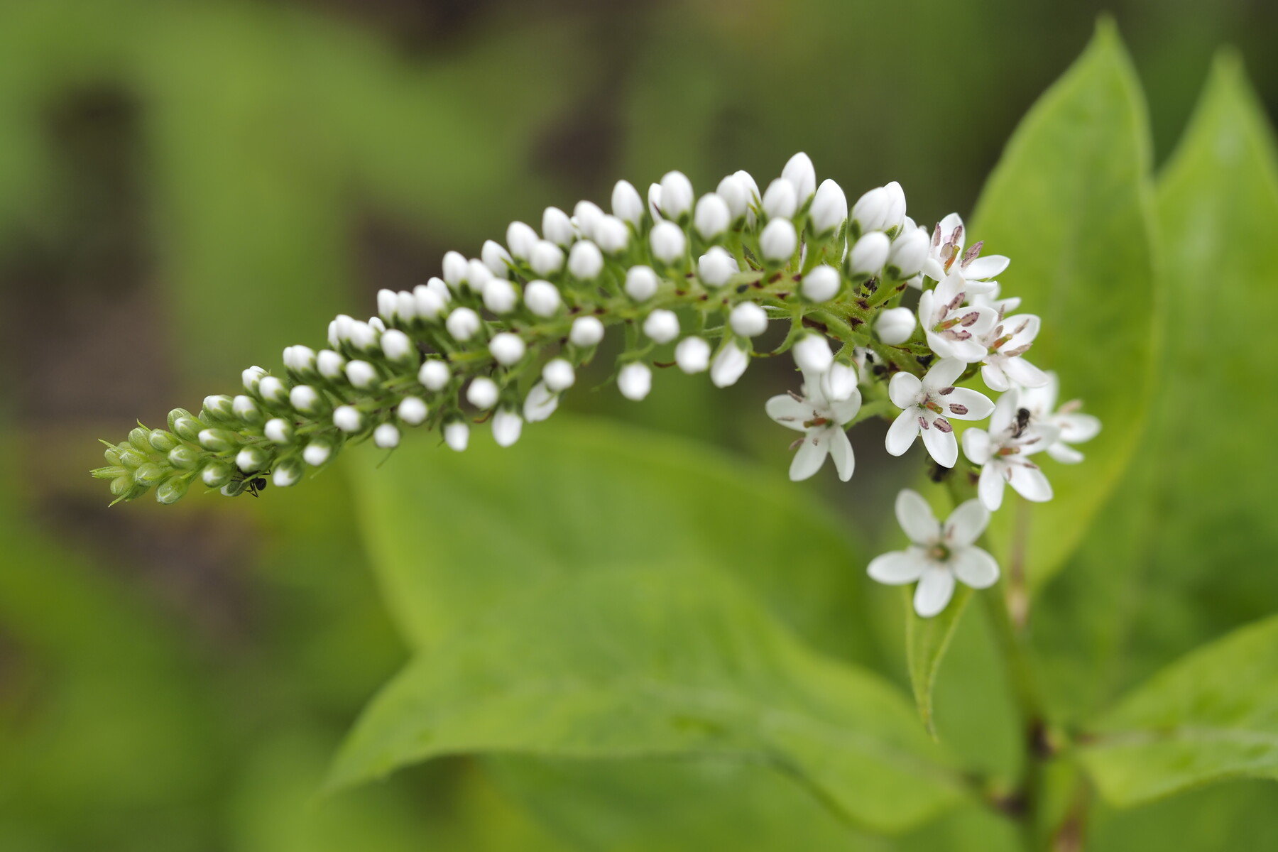 夏の花と虫 くぼかわ里山日記