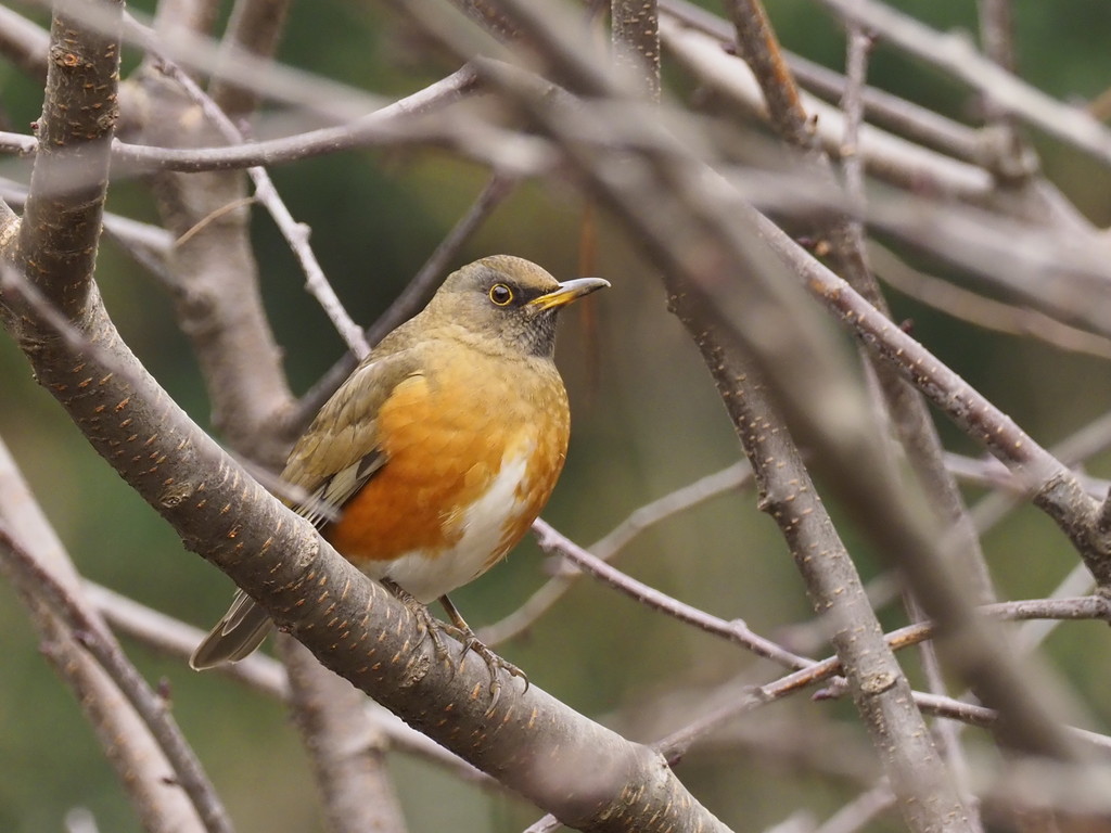 都市公園で出会える鳥 くぼかわ里山日記