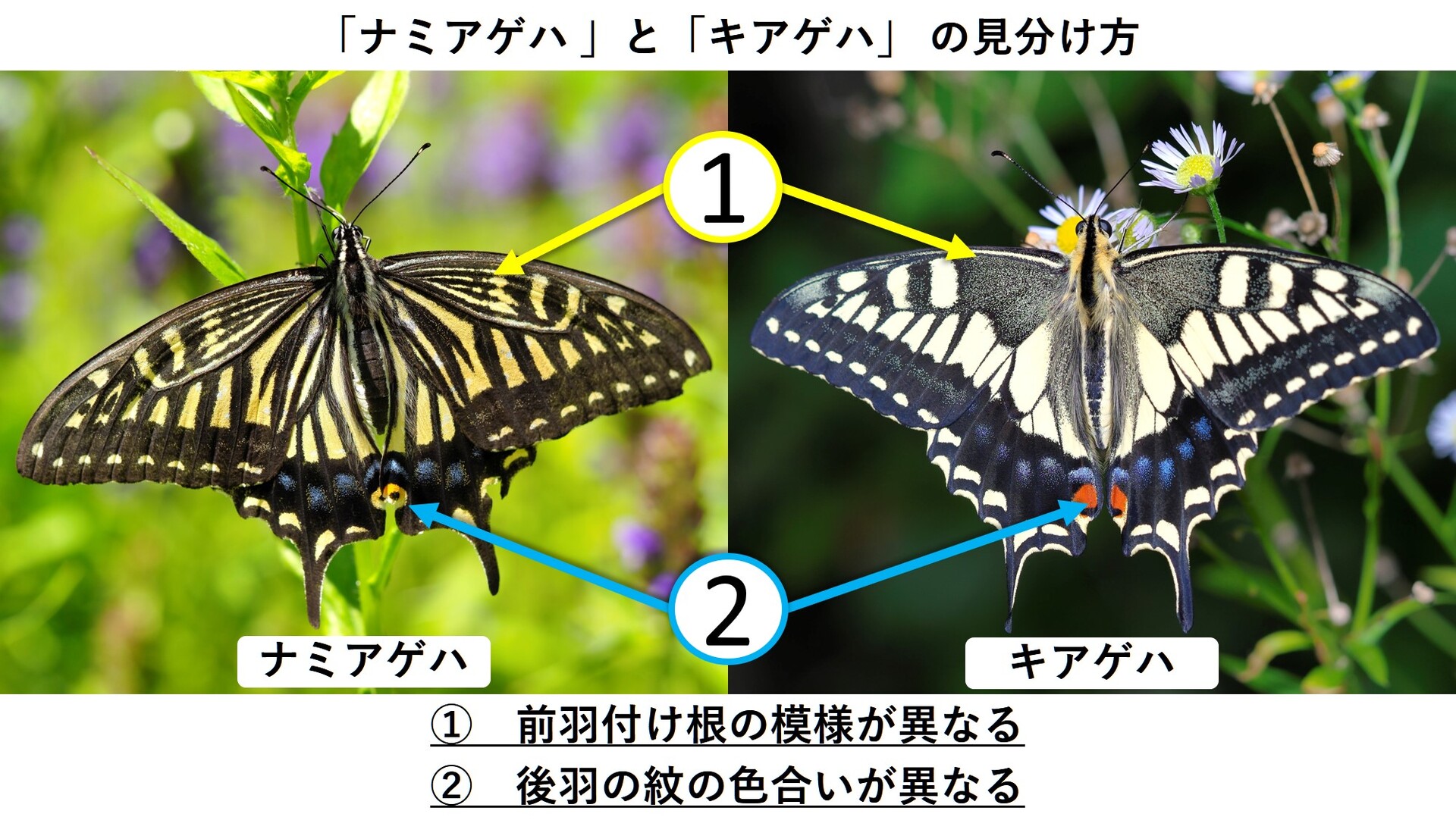 ナミアゲハ キアゲハ 見分け方 : 久保川イーハトーブ自然再生研究所