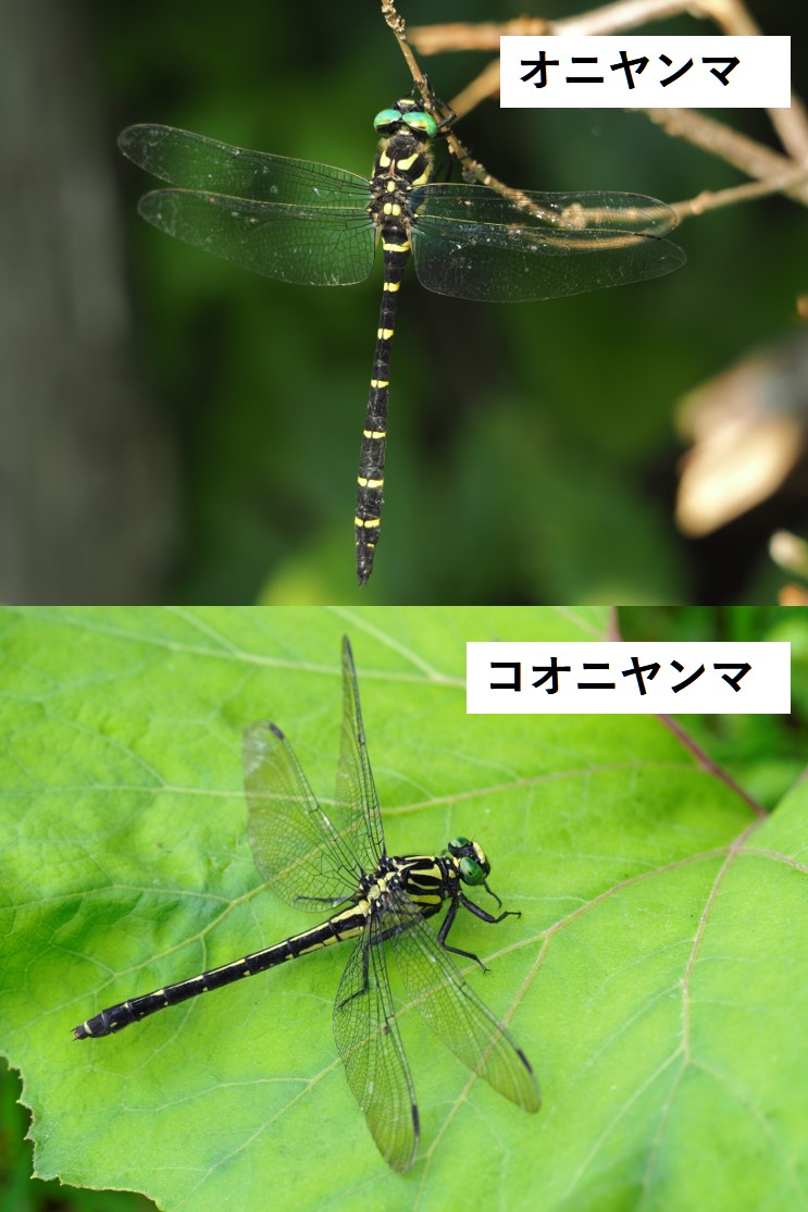 オニヤンマ コオニヤンマ 見分け方 くぼかわ里山日記