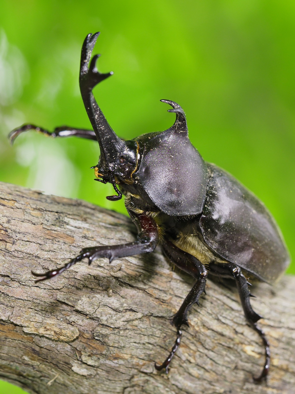 くぼかわクワカブ日記 : 久保川イーハトーブ自然再生研究所＊くぼかわ