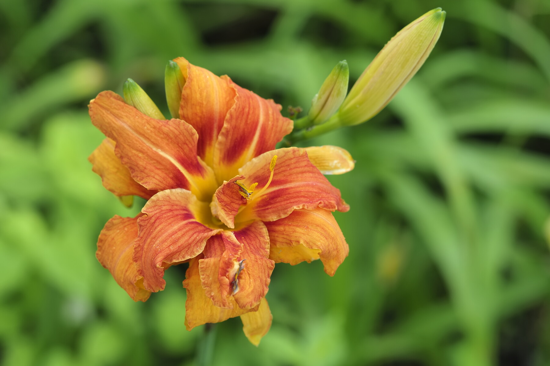 ヤブカンゾウと くぼかわ里山日記