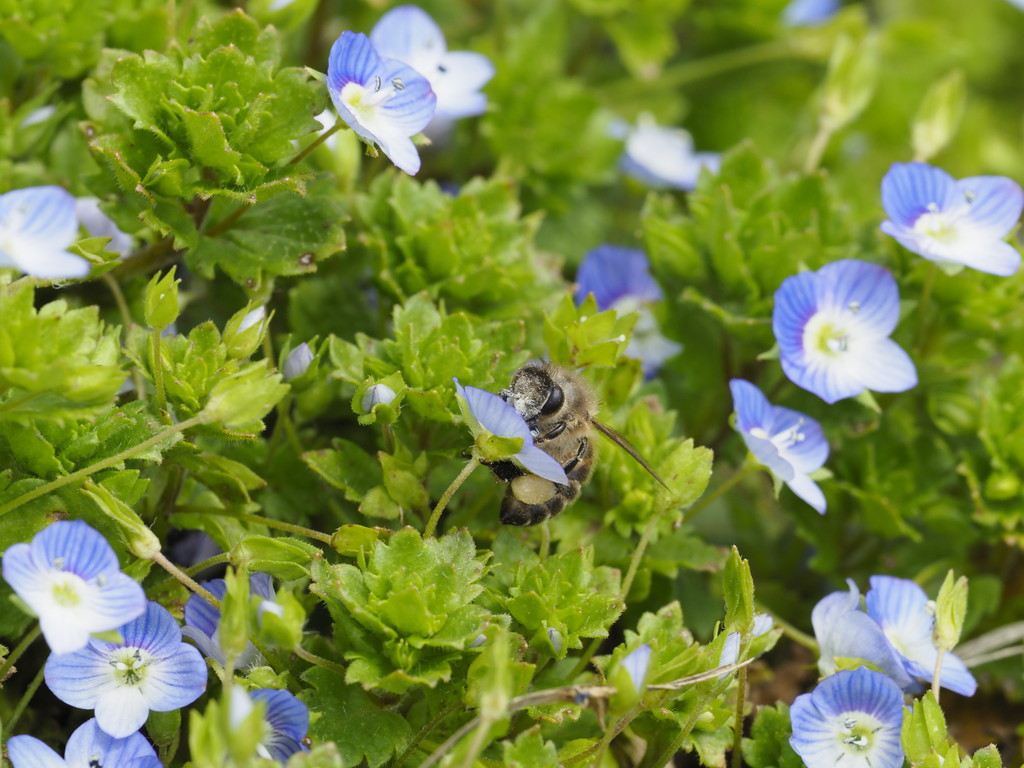 春の花 17 Vol 2 くぼかわ里山日記