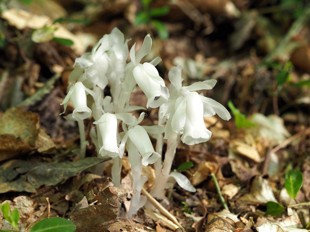 春の野草 16 Vol 6 F くぼかわ里山日記