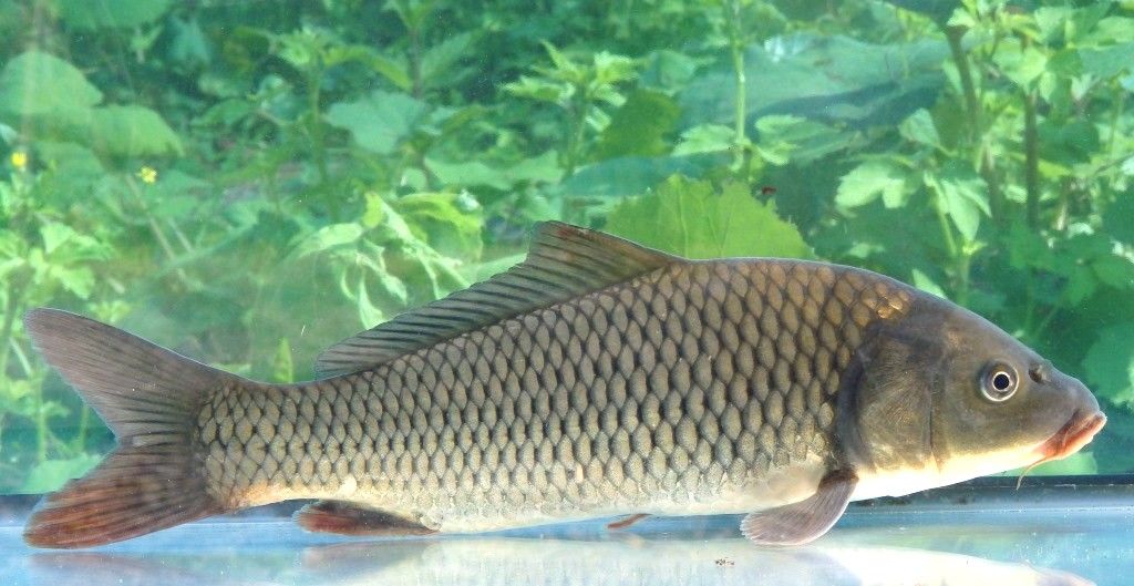 くぼかわ記事 第8弾a くぼかわ里山日記 くぼかわ記事 第8弾a くぼかわ里山日記