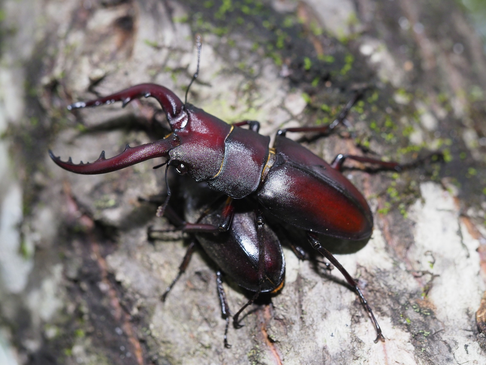 くぼかわクワカブ日記 : 久保川イーハトーブ自然再生研究所＊くぼかわ