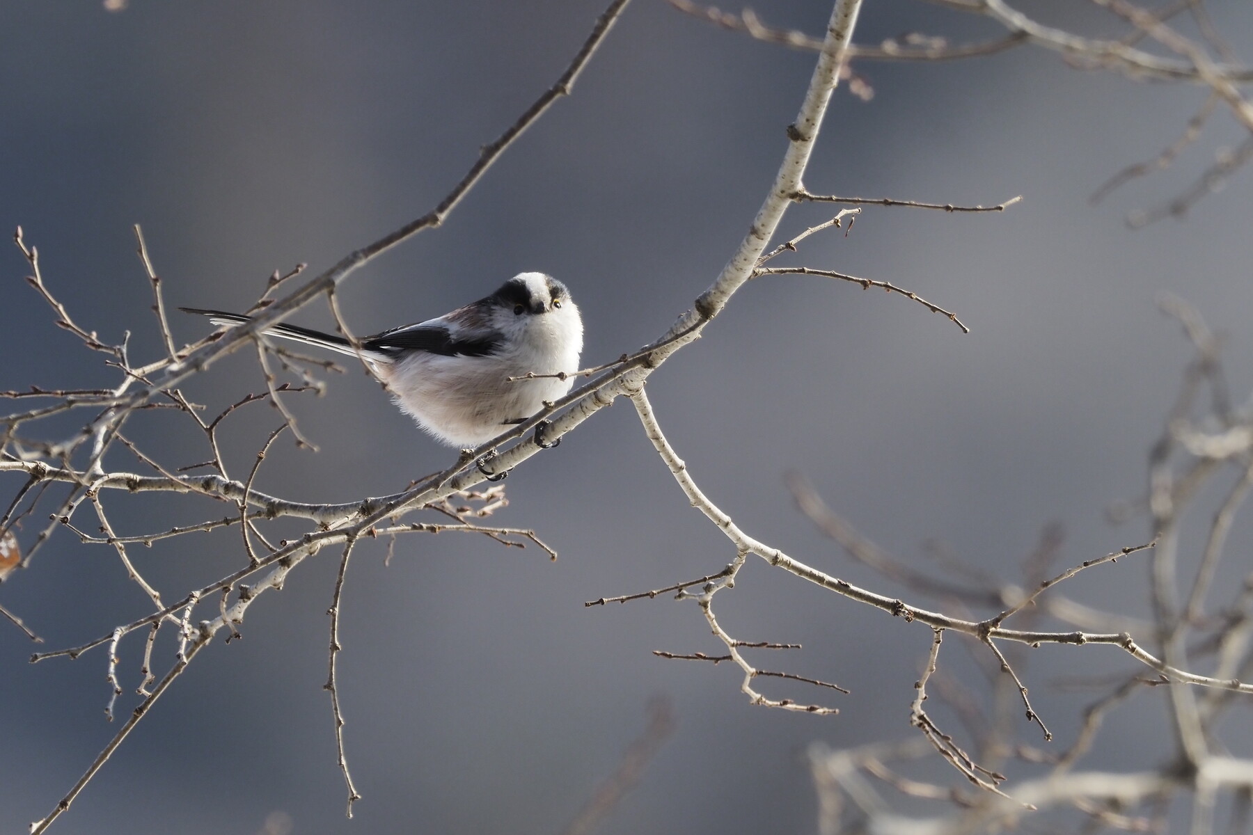 この鳥なんの鳥 くぼかわ里山日記