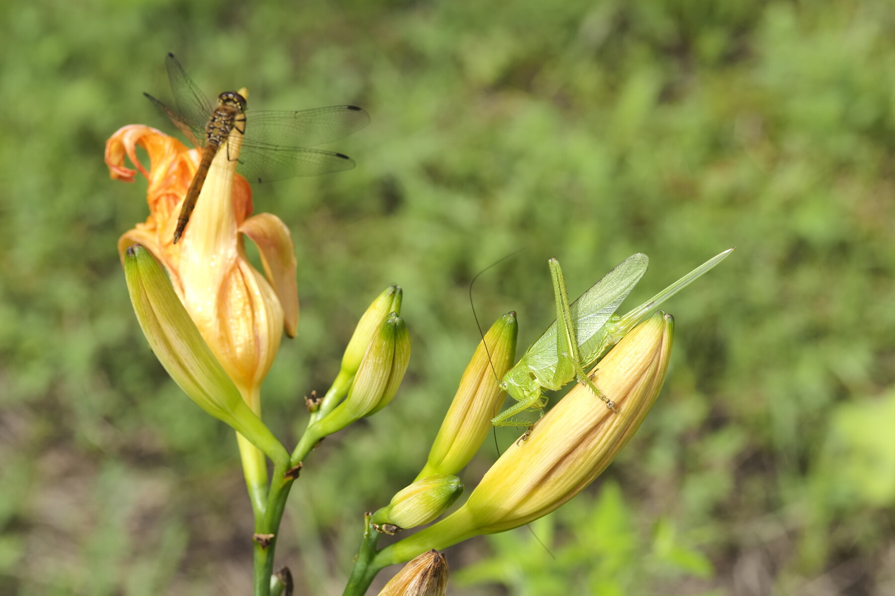 ヤブカンゾウと その２ くぼかわ里山日記