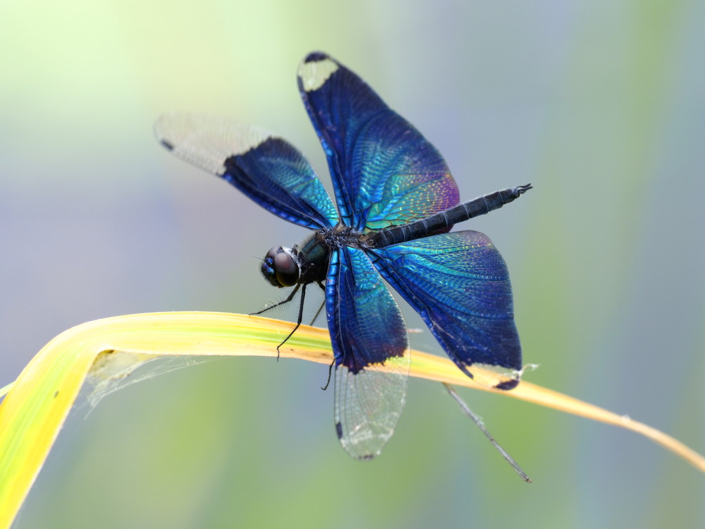 チョウトンボ 特集 17 くぼかわ里山日記 チョウトンボ 特集 17 くぼかわ里山日記
