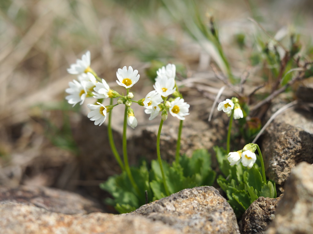 栗駒山の植物 5 6月 くぼかわ里山日記