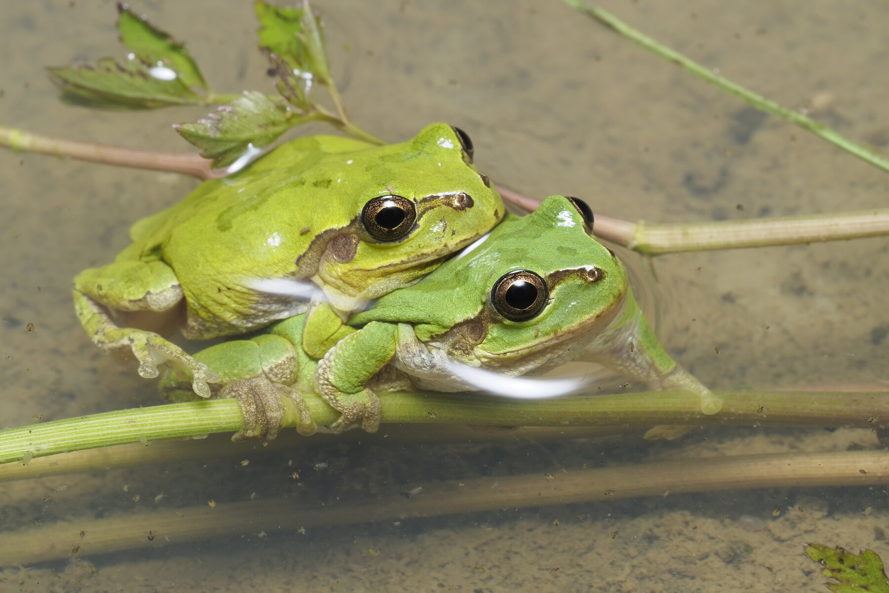 ニホンアマガエルの一年 くぼかわ里山日記